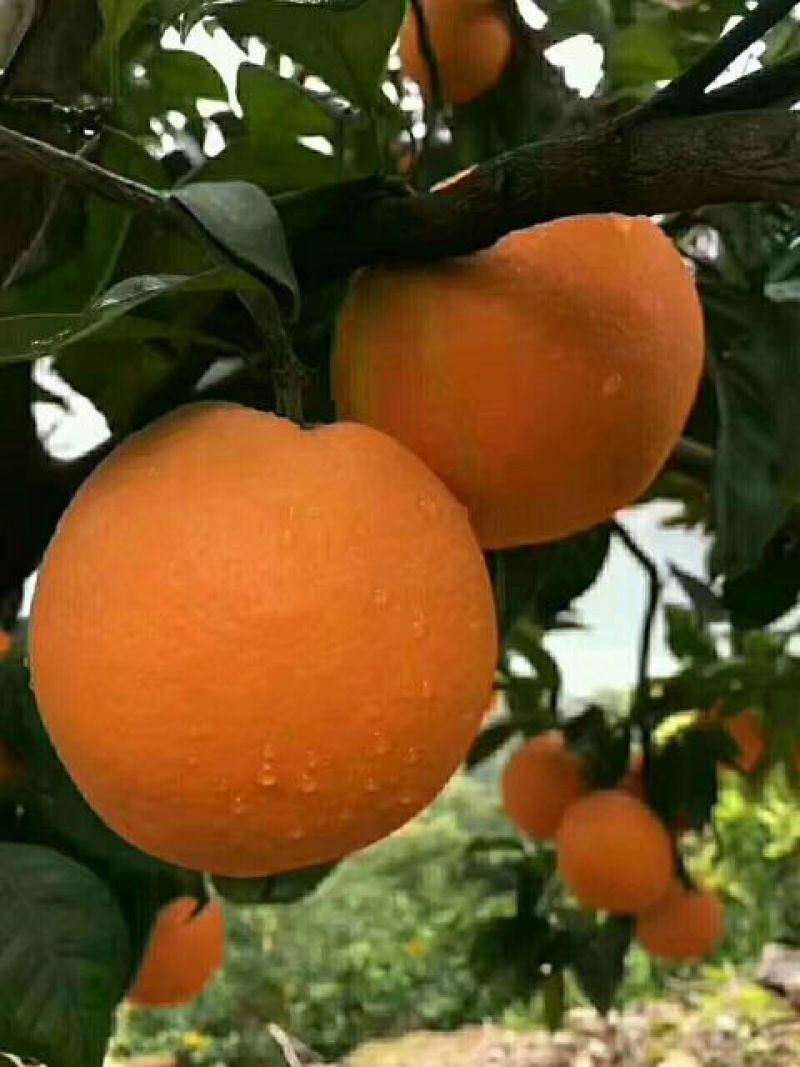 湖北红心血橙果大皮薄味甜化渣产地一手货源货真价实整车批发