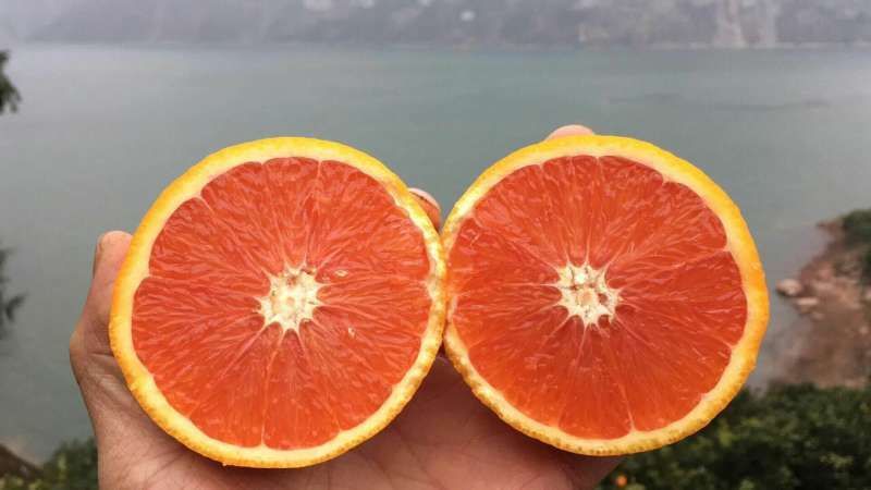 湖北红心血橙果大皮薄味甜化渣产地一手货源货真价实整车批发