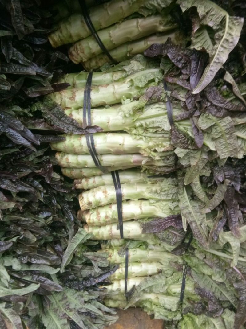 紫叶莴苣1~1.5斤50~60cm