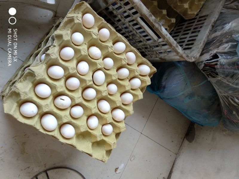 鸽子蛋食用