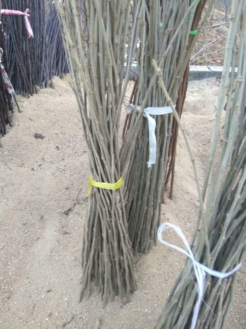 板栗苗泰山板栗苗板栗苗育苗基地板栗苗批发板栗苗栽植蜜度