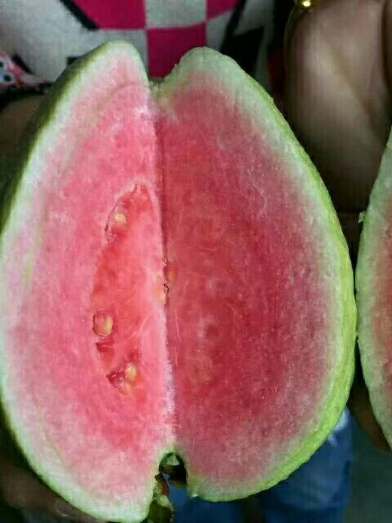 红宝石芭乐苗