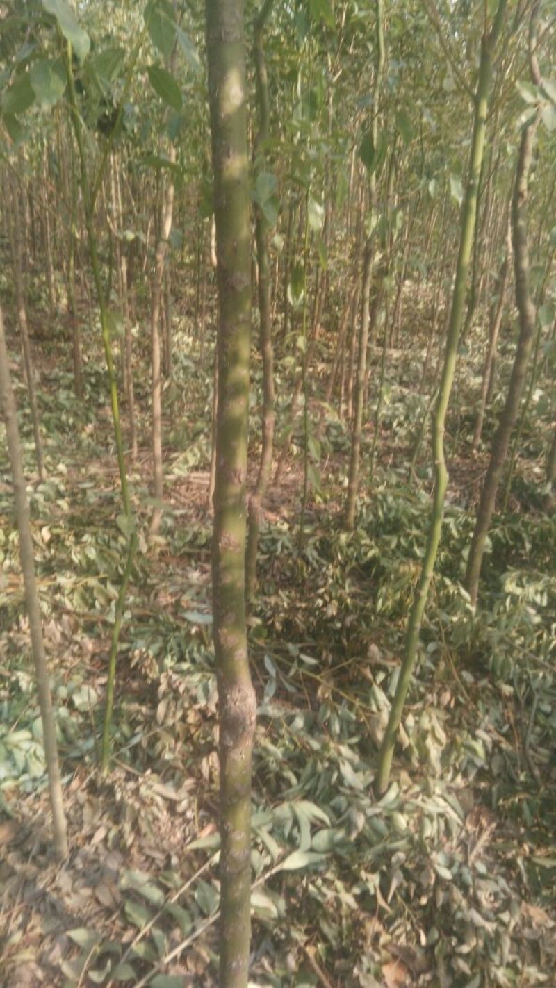香樟