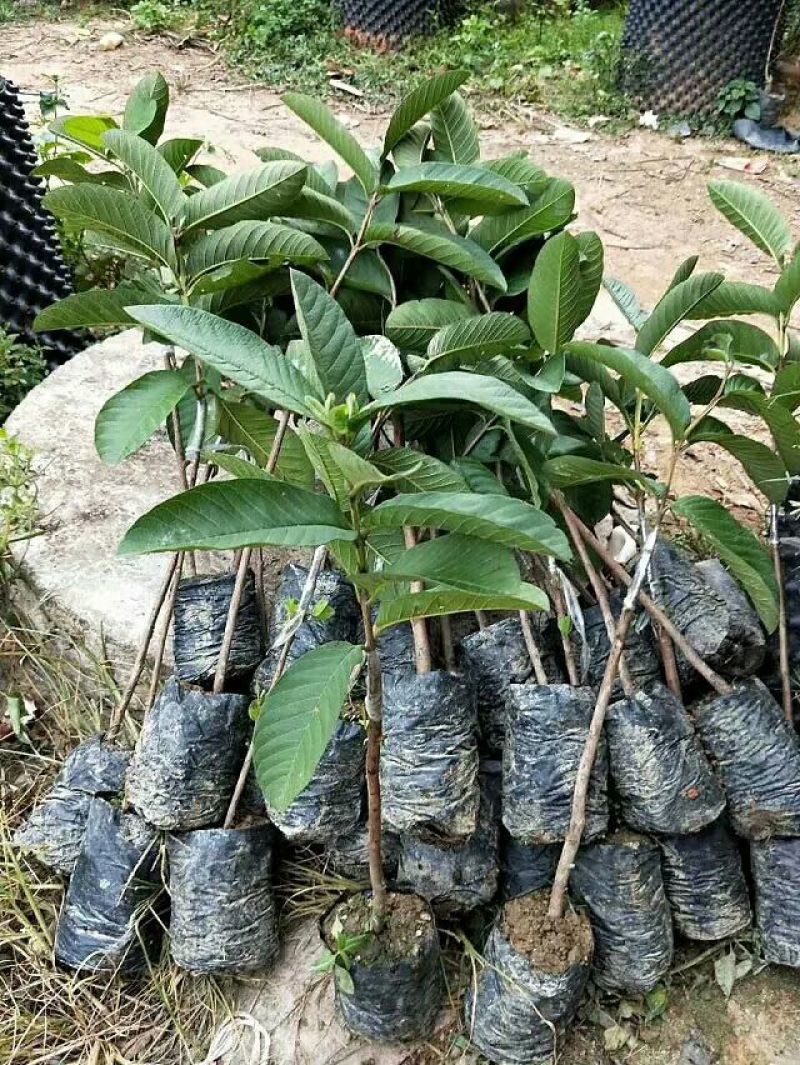 台湾珍珠番石榴苗30~50cm