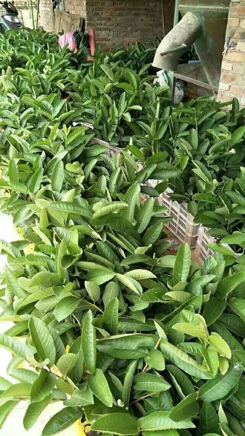 台湾珍珠番石榴苗30~50cm