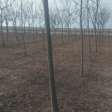 黄山栾树16~18cm8~10cm2.5~3米
