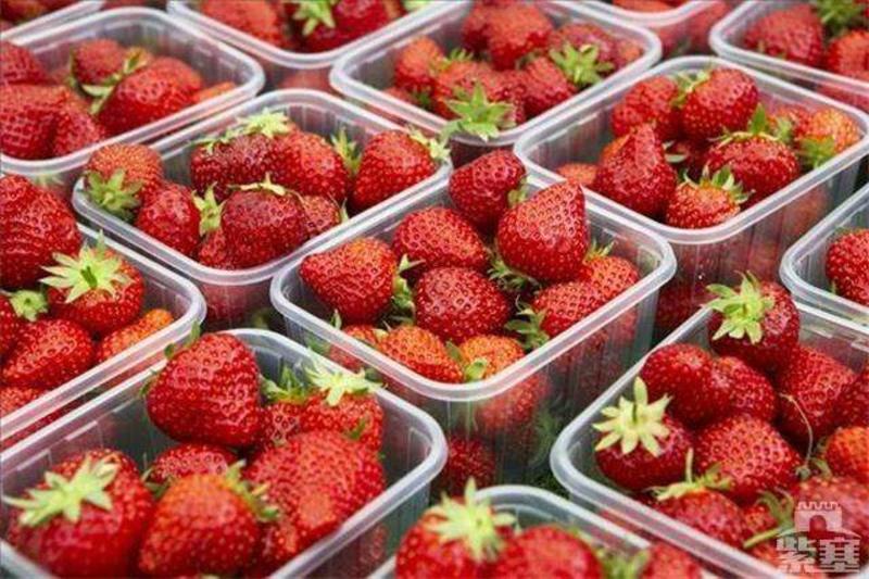 红颜草莓30~40克