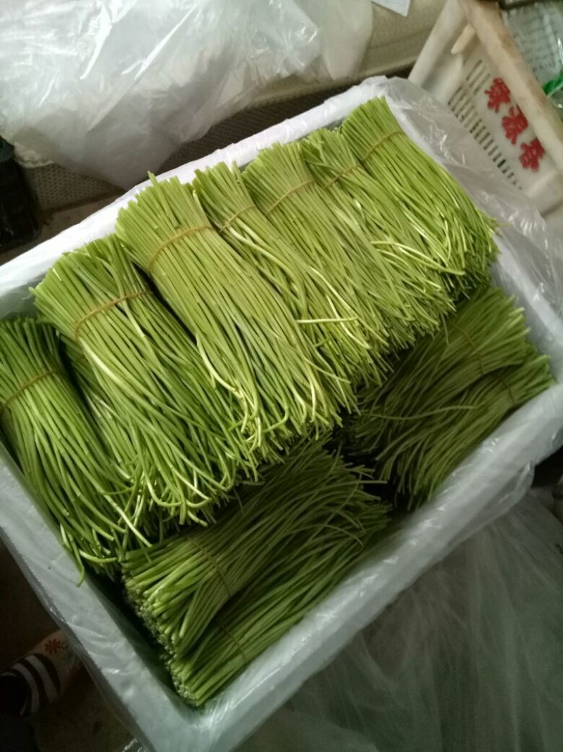 芦篙