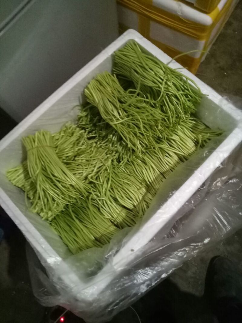 芦篙