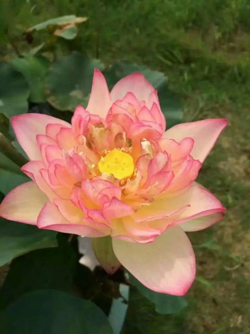 基地供应各种观赏荷花50多个品种，睡莲20余个品种