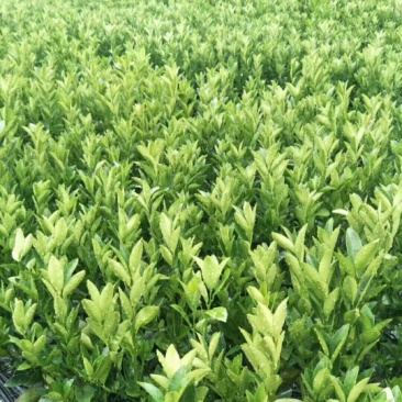茂谷柑苗30~50cm