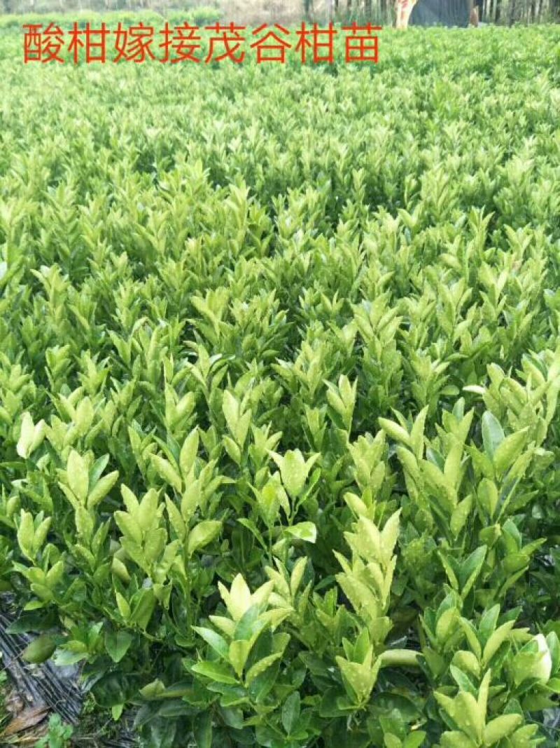 茂谷柑苗30~50cm