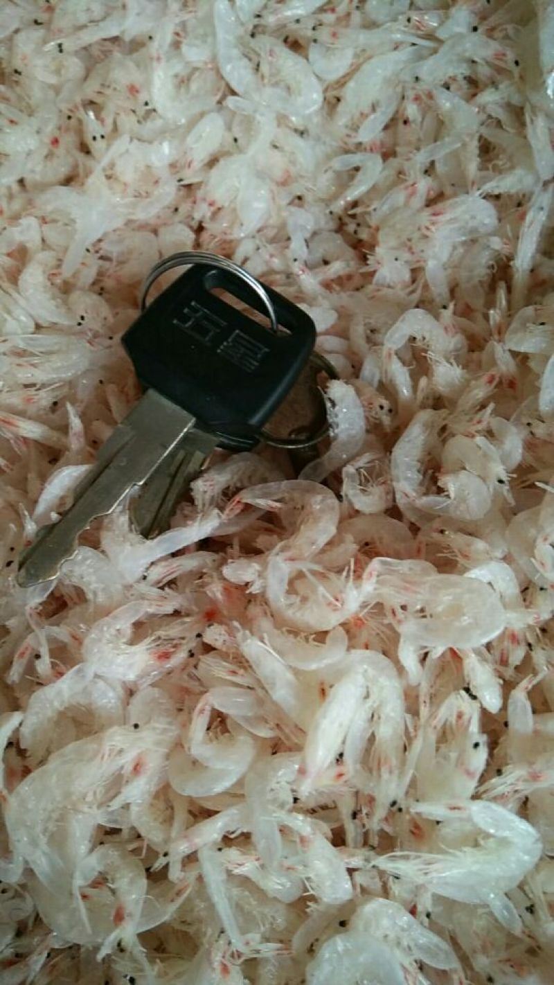 虾皮特级虾皮营养高