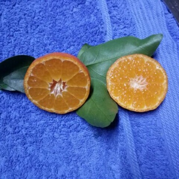 沙糖桔4~5cm一级