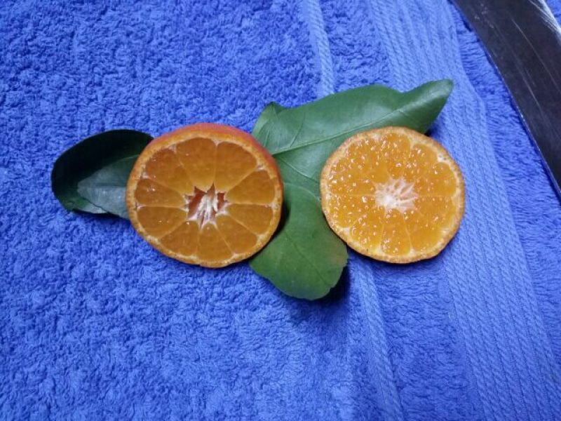 沙糖桔4~5cm一级