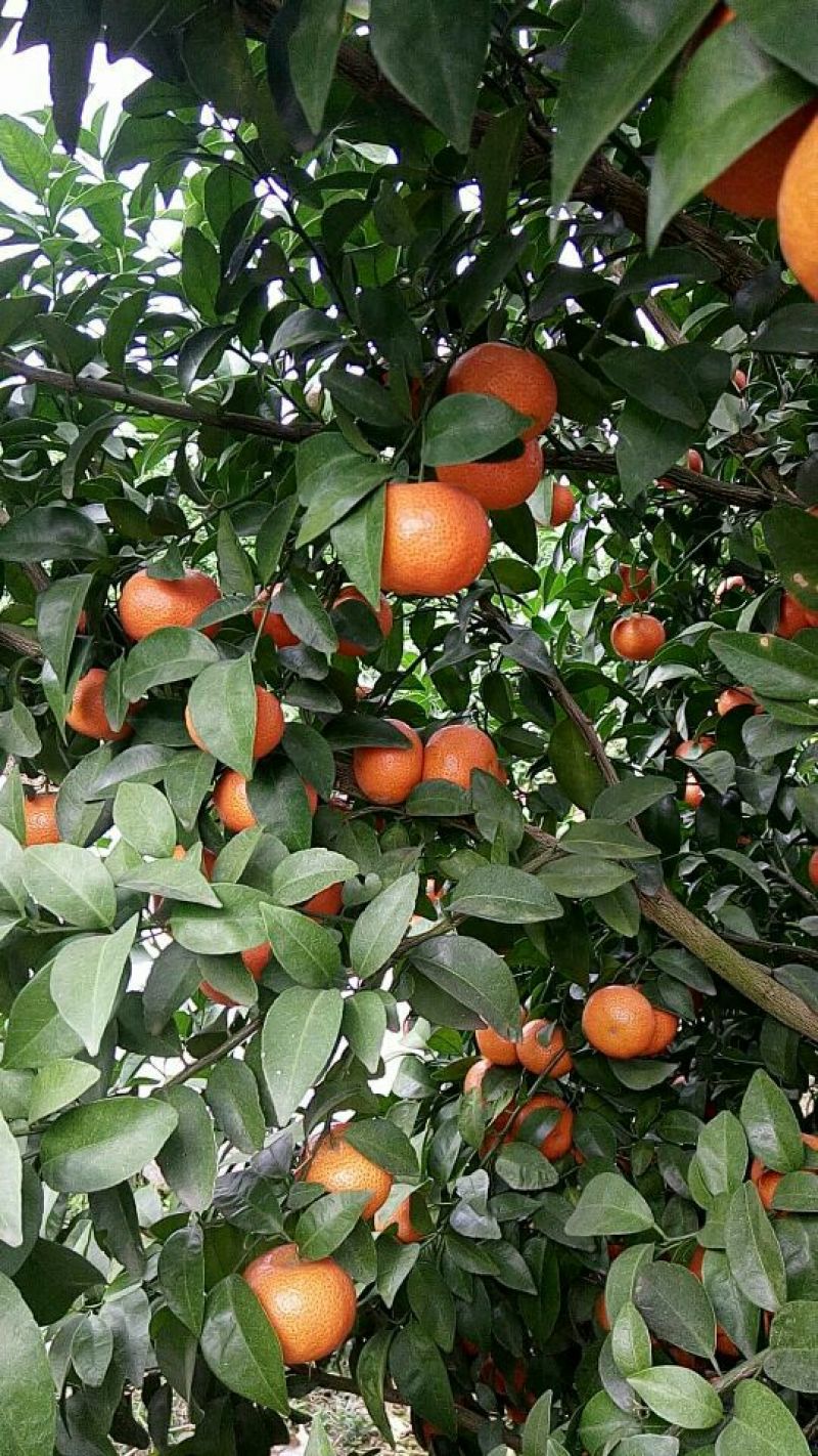 沙糖桔4~5cm一级