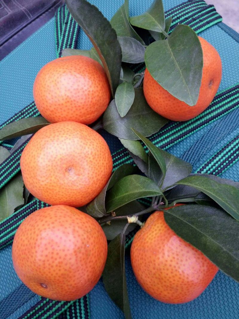 沙糖桔4~5cm一级