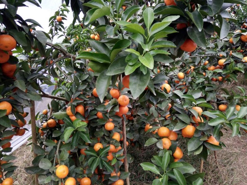 沙糖桔4~5cm一级