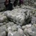 【精品松花菜】大量上市湖北基地直发紧密乳白质量保证