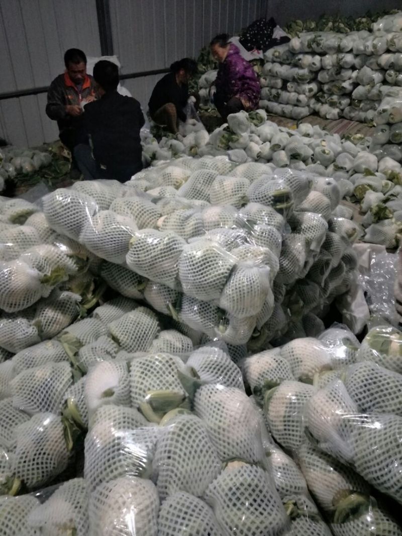 【精品松花菜】大量上市湖北基地直发紧密乳白质量保证