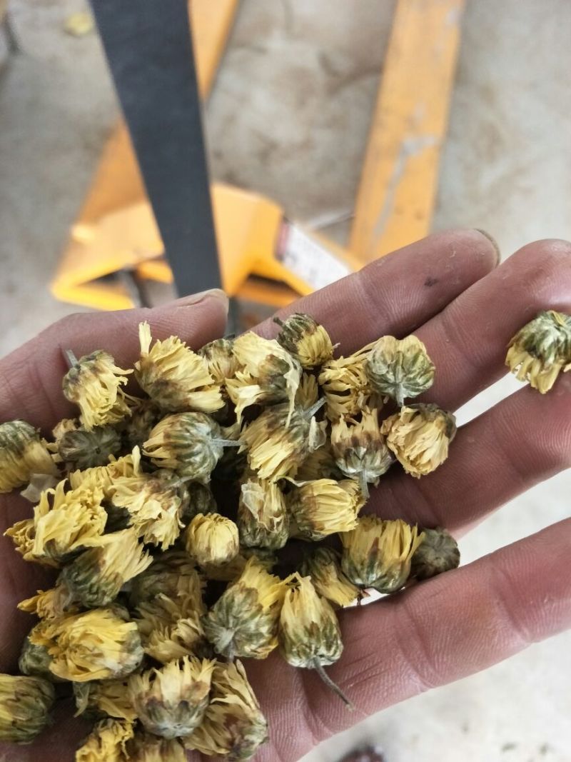 杭白菊袋装