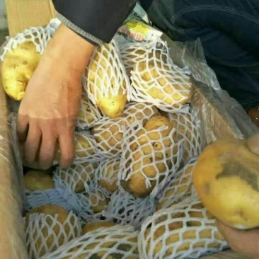 荷兰土豆。清库处理3量以上0.7毛