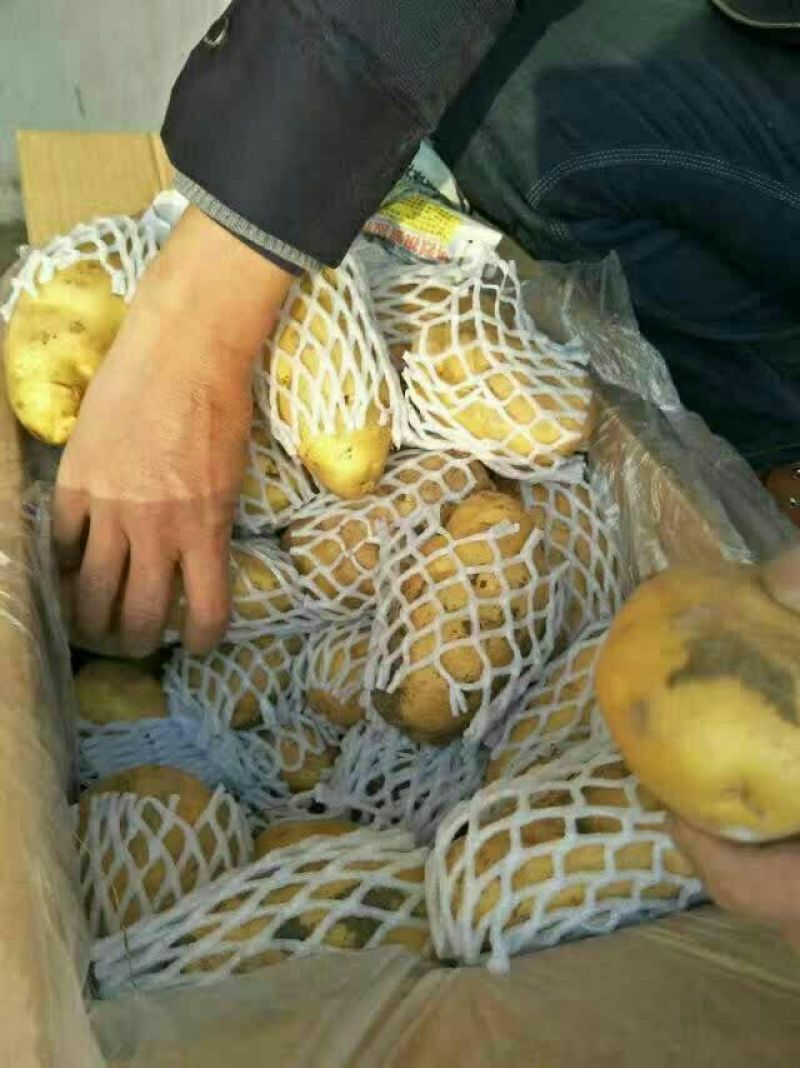 荷兰土豆。清库处理3量以上0.7毛