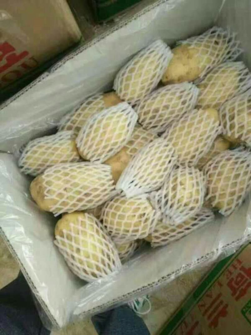 荷兰土豆。清库处理3量以上0.7毛
