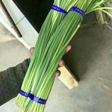 蒜苔金乡蒜苔红帽蒜苔质量好价格低