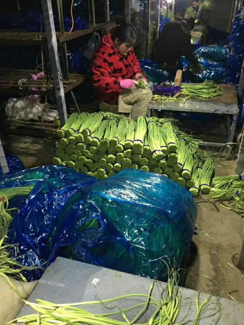 蒜苔金乡蒜苔红帽蒜苔质量好价格低