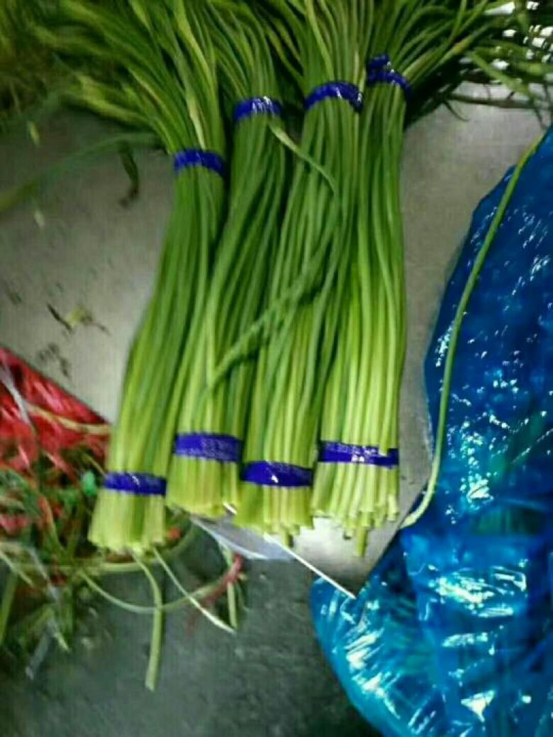 蒜苔金乡蒜苔红帽蒜苔质量好价格低