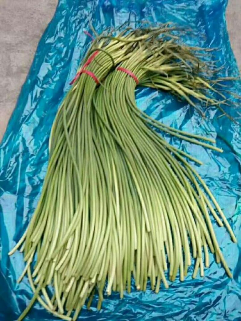 蒜苔金乡蒜苔红帽蒜苔质量好价格低
