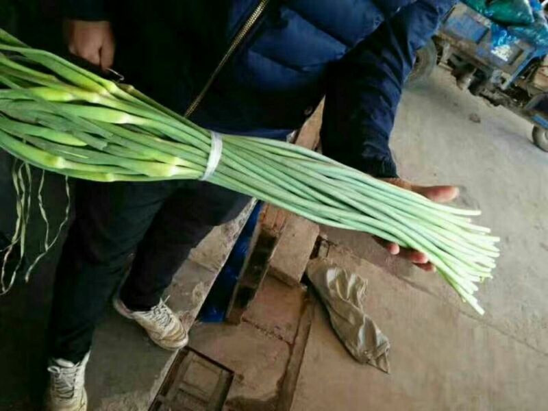 蒜苔金乡蒜苔红帽蒜苔质量好价格低