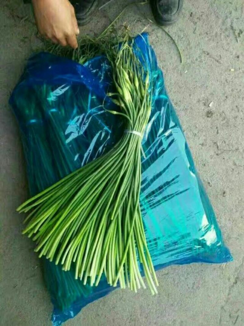 蒜苔金乡蒜苔红帽蒜苔质量好价格低