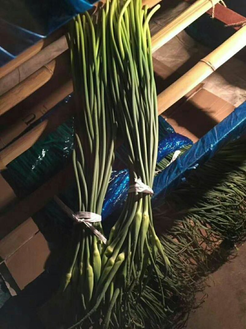 蒜苔金乡蒜苔红帽蒜苔质量好价格低