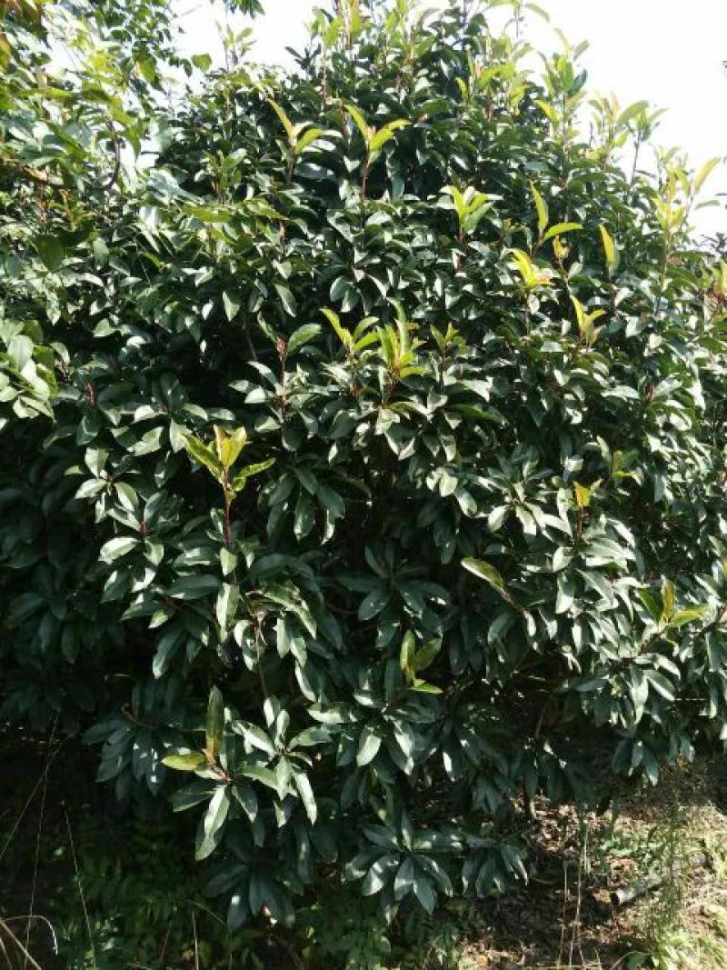 土石楠2~3m，一米径五六七八公分