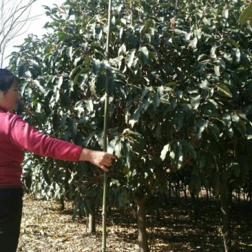 土石楠2~3m，一米径五六七八公分