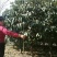 土石楠2~3m，一米径五六七八公分