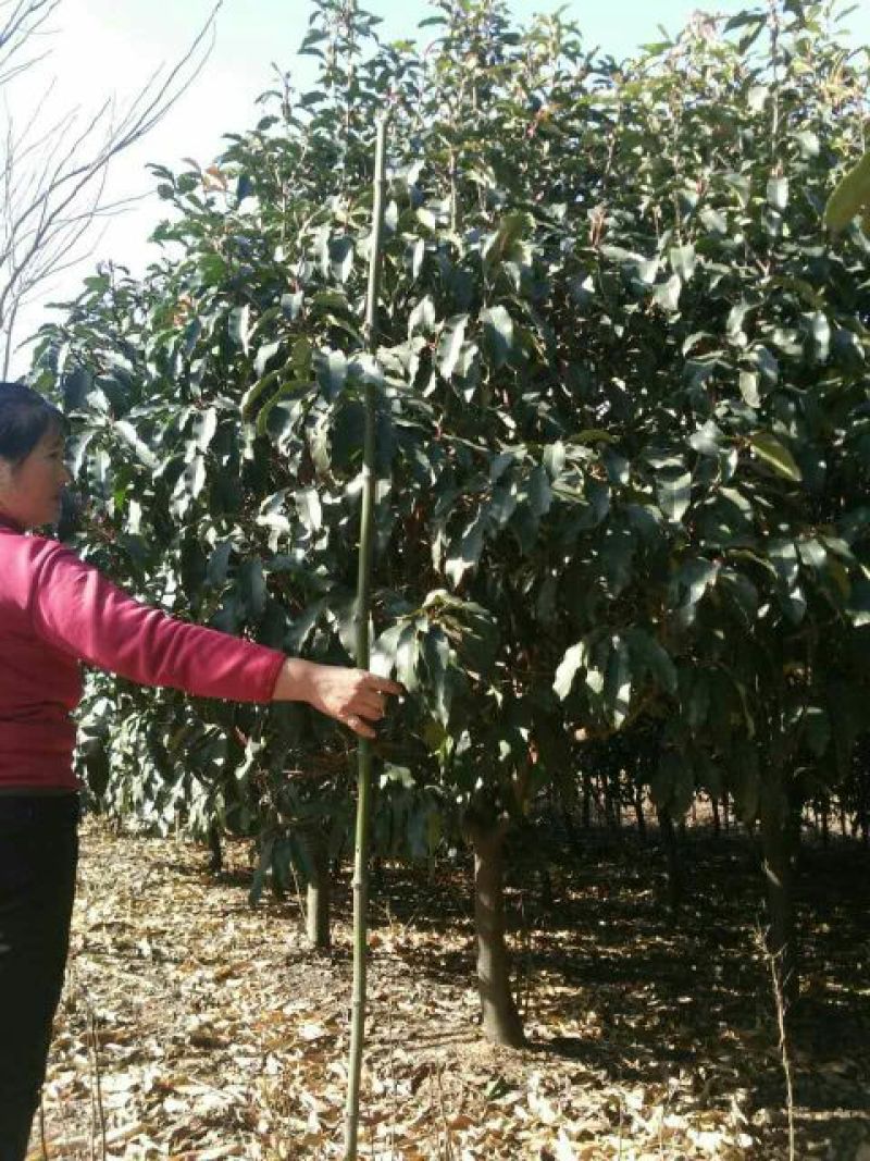 土石楠2~3m，一米径五六七八公分