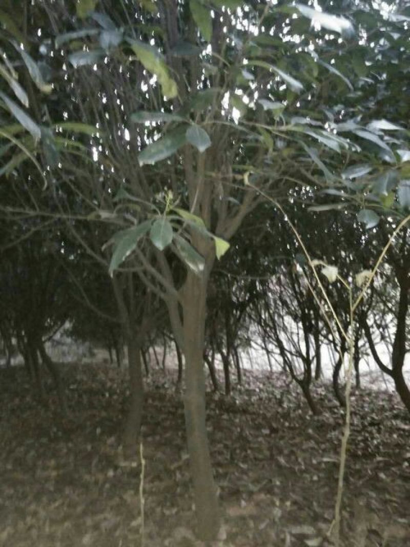 土石楠2~3m，一米径五六七八公分