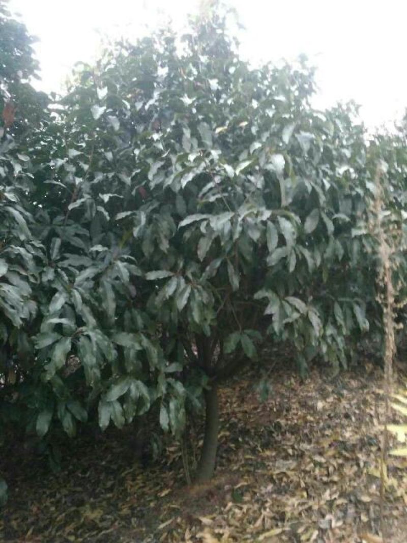 土石楠2~3m，一米径五六七八公分