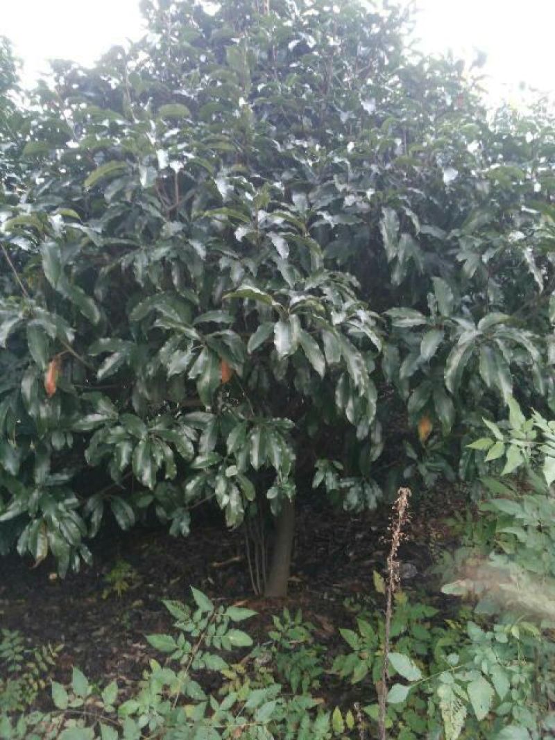 土石楠2~3m，一米径五六七八公分