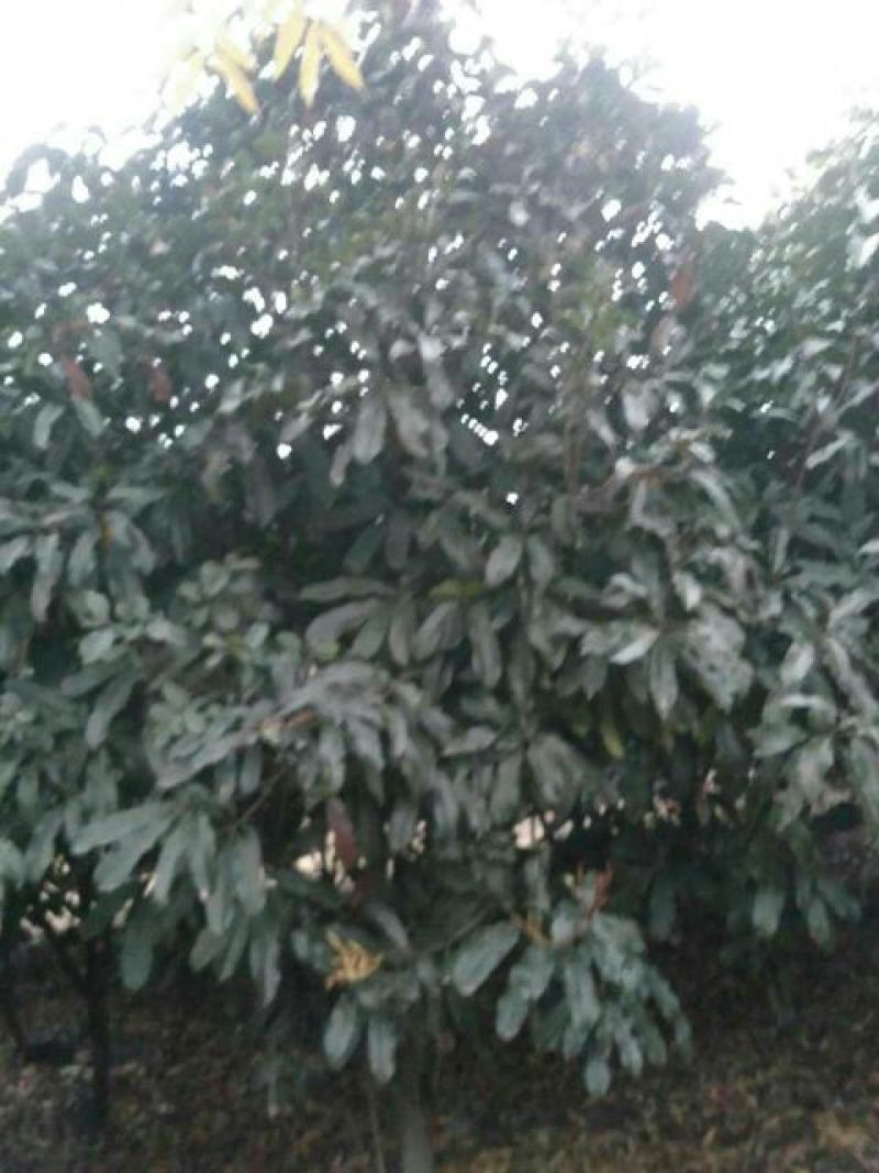 土石楠2~3m，一米径五六七八公分