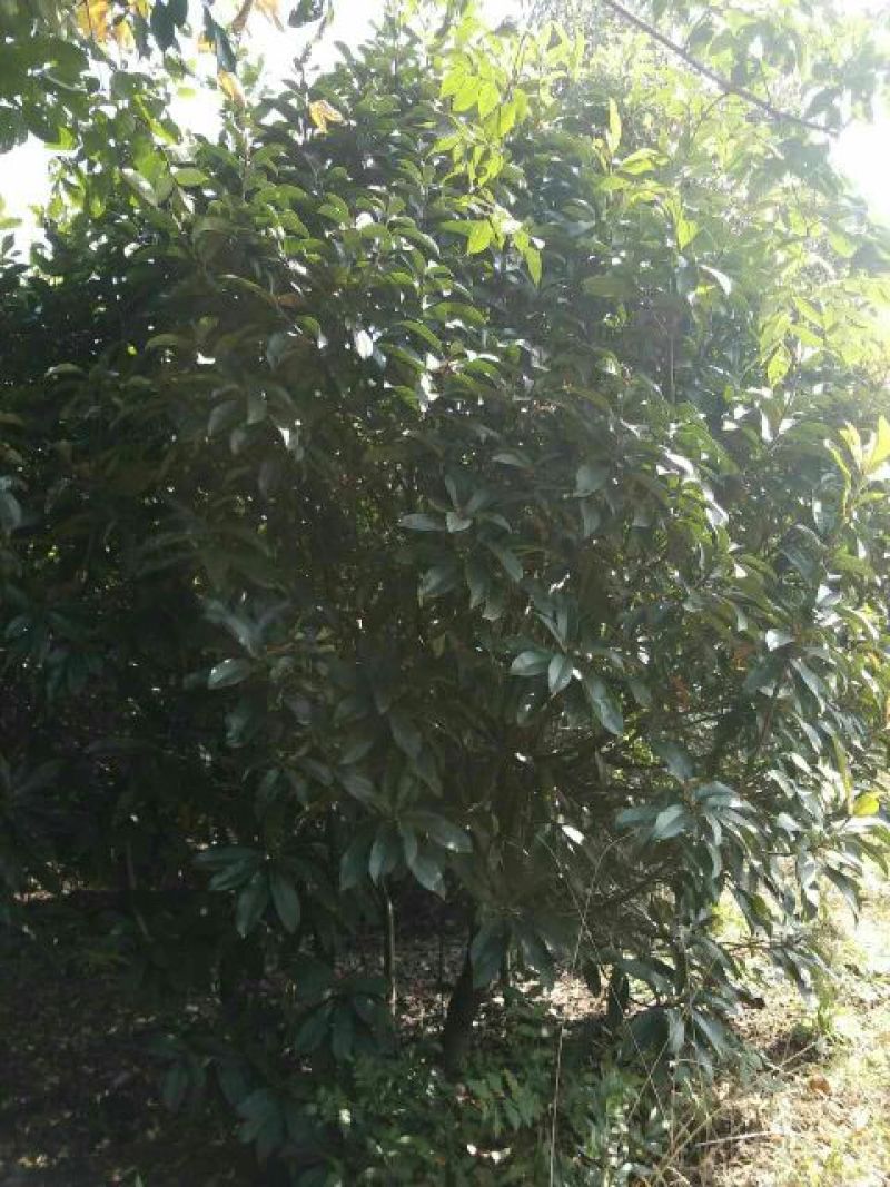 土石楠2~3m，一米径五六七八公分