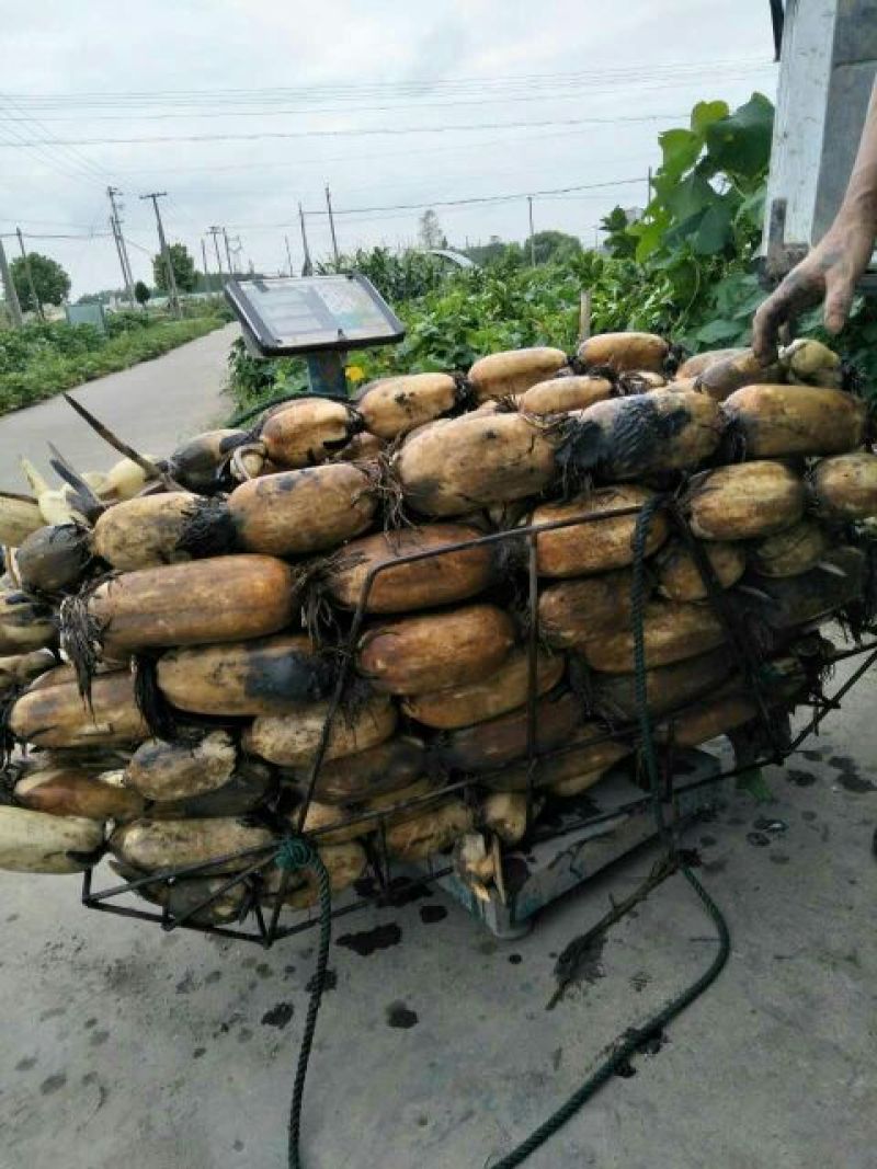 荸荠大号