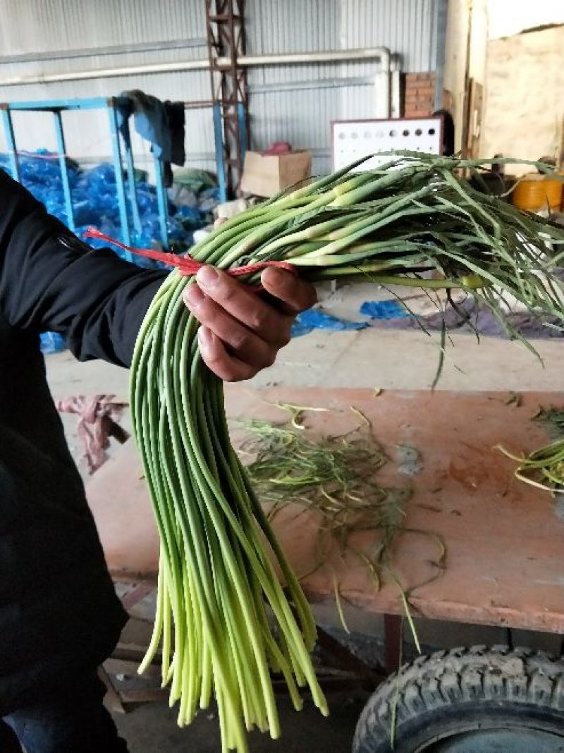 蒜苔大量供应代收代存代发各地市场产地批发质量保证