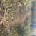 大红袍花椒苗现挖现卖大型花椒树种苗繁育基地