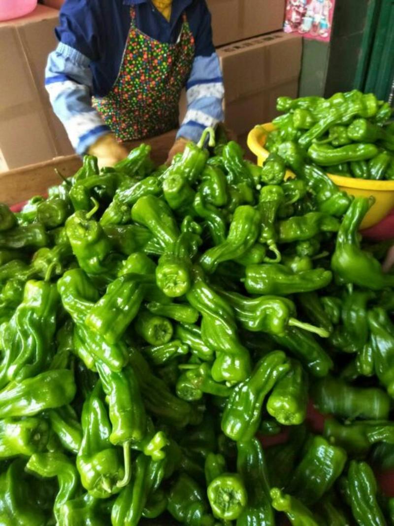 鲜辣椒精品301泡椒，芜湖椒，，开始大量供货，欢迎选购