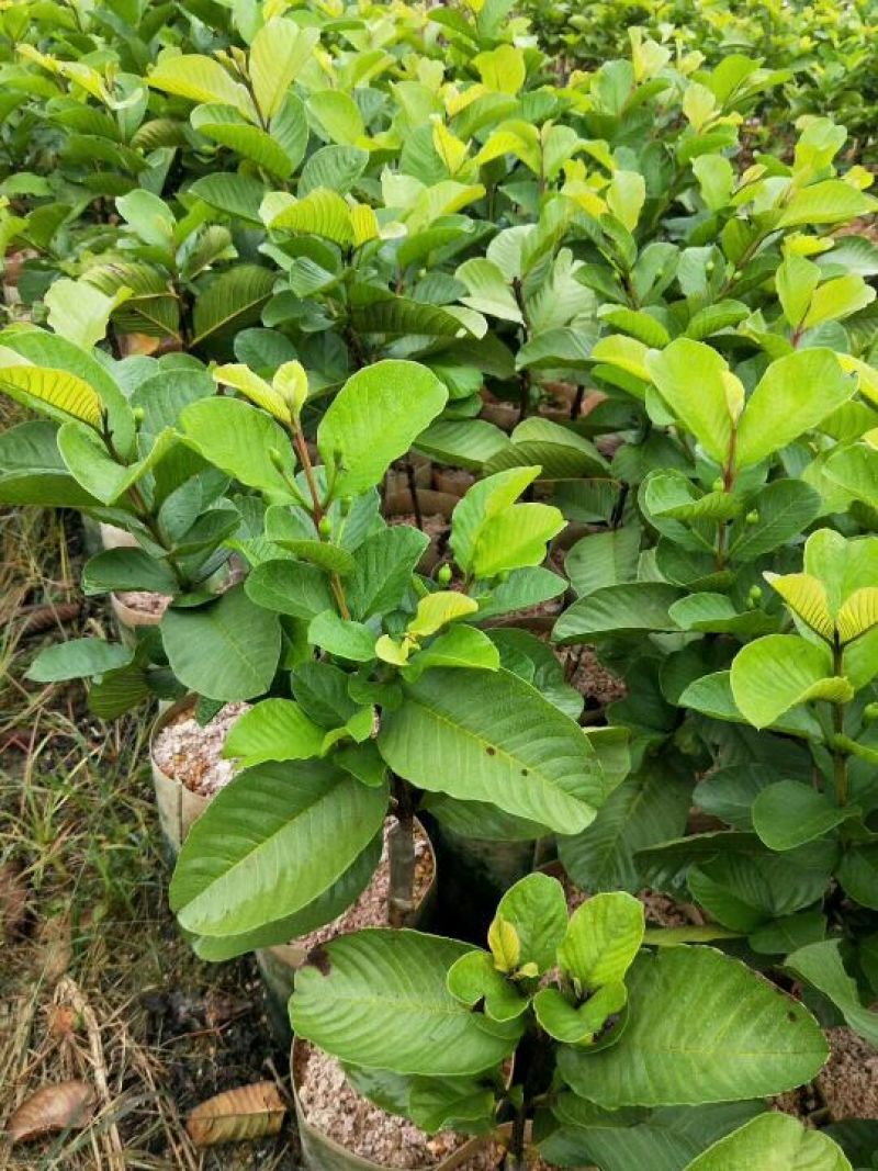 红宝石番石榴苗四季结果南方种植