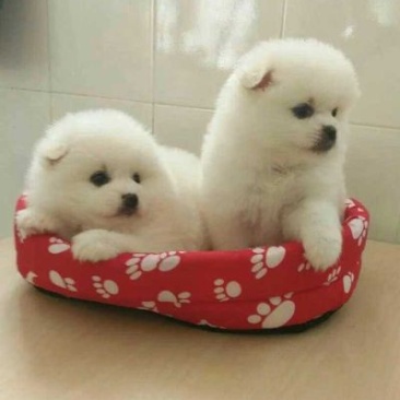 拉布拉多犬公